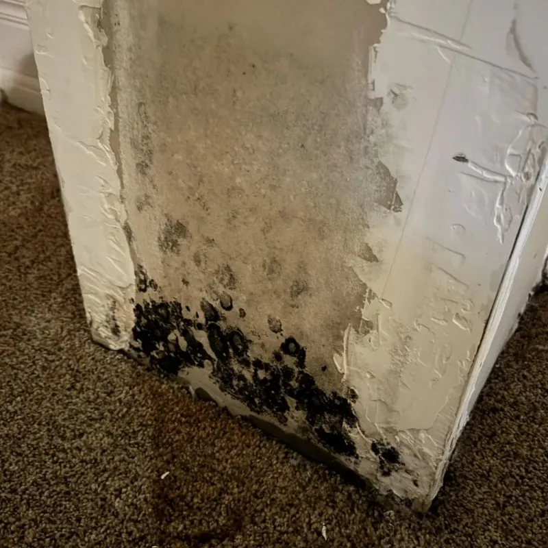 Professional Mold Removal in Crete, IL
